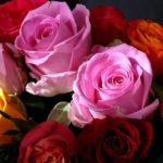 薔薇（バラ）の奥深い花言葉…本数と色で意味が変わる！