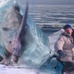 永久凍土から発見された動物4選…絶滅動物がクローンとして蘇る日も近い？と話題に…