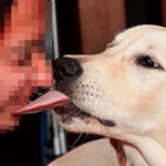 犬にペロペロ舐められるのは気持ち悪い？舐めてくる理由を知ったら舐めてもらいたくなる？