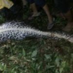 体長7mの巨大ヘビの腹から出てきた25歳の男性…丸呑みにされた男性に衝撃を受ける…